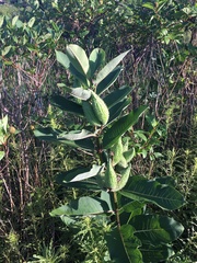 Asclepias syriaca