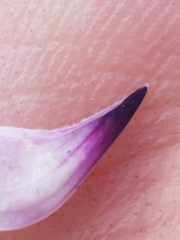 Lupinus argenteus palmeri