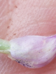 Lupinus argenteus palmeri