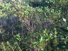 Cephalanthus occidentalis