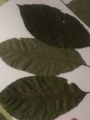 Magnoliopsida
