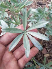 Lupinus argenteus palmeri