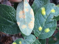 Puccinia caricis-shepherdiae