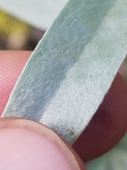 Lupinus argenteus palmeri