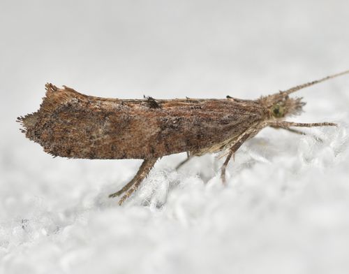 Ypsolopha horridella (Treitschke, 1835)