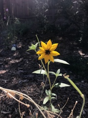 Helianthus bolanderi