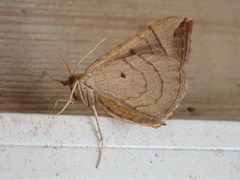 Eulithis testata