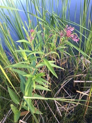 Asclepias incarnata