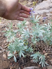 Lupinus argenteus palmeri