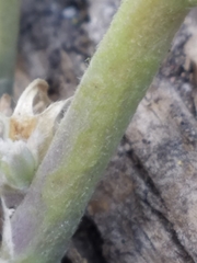 Lupinus argenteus palmeri