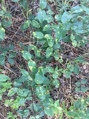 Puccinia caricis-shepherdiae