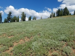 Lupinus argenteus palmeri