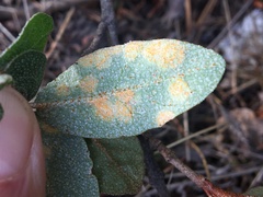Puccinia caricis-shepherdiae