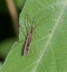 Zelus renardii