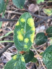 Puccinia caricis-shepherdiae