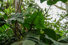 Philodendron sparreorum
