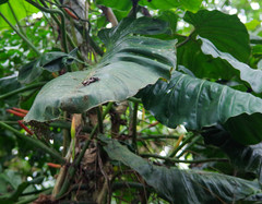 Philodendron sparreorum