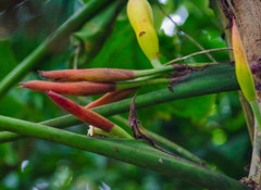 Philodendron sparreorum