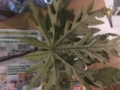 Vasconcellea pubescens