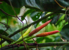 Philodendron sparreorum