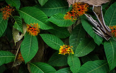 Palicourea padifolia