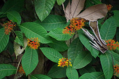 Palicourea padifolia