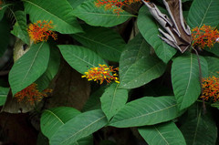 Palicourea padifolia