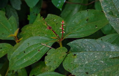 Miconia nervosa