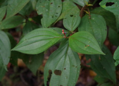 Miconia nervosa