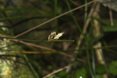 Carex inversa