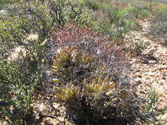 Tylecodon reticulatus