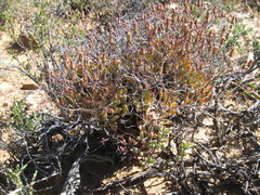 Tylecodon reticulatus