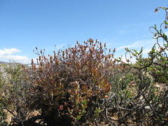 Tylecodon reticulatus