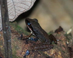 Pristimantis achatinus