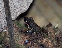 Pristimantis achatinus