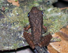 Pristimantis achatinus