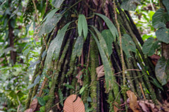 Socratea