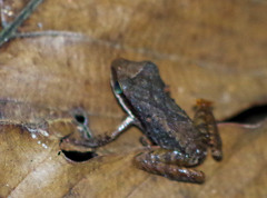 Pristimantis achatinus