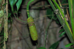 Cyclanthus bipartitus