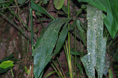 Cyclanthus bipartitus