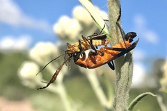 Chauliognathus profundus