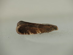 Strophedra weirana