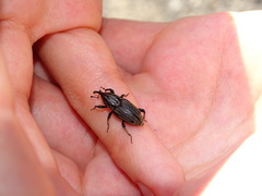 Sphenophorus australis