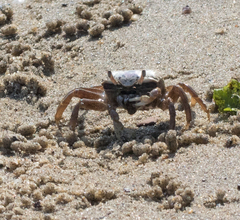 Brachyura