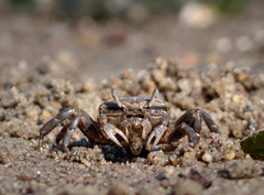 Brachyura