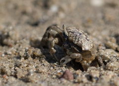 Brachyura