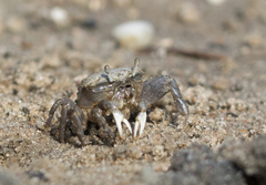 Brachyura