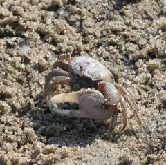 Brachyura