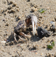 Brachyura