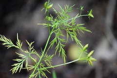 Eupatorium compositifolium
